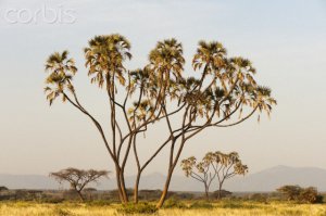 Branching Palm Hyphaene coriacea (Ilala Palm) collector"s, cold drought hardy