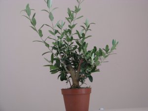 Olive Tree Olea europaea var. zuri (syrian) Bonsai Houseplant or oroutdoor