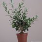 Olive Tree Olea europaea var. zuri (syrian) Bonsai Houseplant or oroutdoor