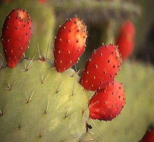 Opuntia ficus-indica one viable segment will grow roots for arid and ...