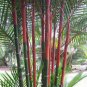 LIPSTICK PALM SEALING WAX PALM Cyrtostachys renda 20 FRESH SEEDS Rare