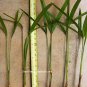 LIPSTICK PALM SEALING WAX PALM Cyrtostachys renda 20 FRESH SEEDS Rare