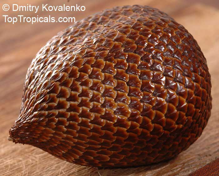 Very rare Tropical Salacca Palm tree / Salak / Snake Fruit 8 sprouted Seeds