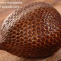 Very rare Tropical Salacca Palm tree / Salak / Snake Fruit 8 sprouted Seeds