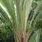 Very rare Tropical Salacca Palm tree / Salak / Snake Fruit 8 sprouted Seeds