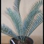 Encephalartos lehmannii Blue Leaves Karoo Cycad Rare 2 seeds