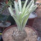 Encephalartos lanatus Blue Leaves Cycad - 2 seeds