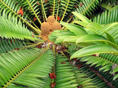 Encephalartos Natalensis Fast Growing Giant Cycad 2 SEEDS