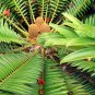 Encephalartos Natalensis Fast Growing Giant Cycad 2 SEEDS