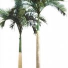 Archontophoenix Alexandrae (King Palm), Alexander Palm 50 Seeds