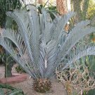 Encephalartos Lehmannii Cycad Cold Hardy Rare 1 seed float tested