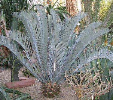 Encephalartos Lehmannii Cycad Cold Hardy Rare 1 seed float tested