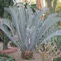 Encephalartos Lehmannii Cycad Cold Hardy Rare 1 seed float tested