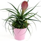 Tillandsia cyanea - Air Plant rare easy to grow- Center of attention