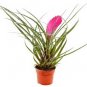 Tillandsia cyanea - Air Plant rare easy to grow- Center of attention