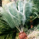 Encephalartos Inopinus Blue Cycad - 1 fresh seed extremely rare