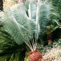 Encephalartos Inopinus Blue Cycad - 1 fresh seed extremely rare