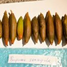 Bruguiera sexangula - orange Mangrove seeds X 5 for aquarium and pond salt or fresh waters