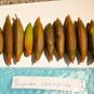 Bruguiera sexangula - orange Mangrove seeds X 5 for aquarium and pond salt or fresh waters
