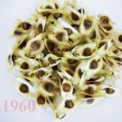 TA1960 Thailand-grade 100 selected moringa seed miracle tree ( Sale )