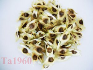 TA1960 Thailand-grade 100 selected moringa seed miracle tree ( Sale )