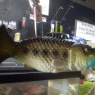 Bass Putter