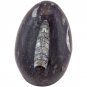 (1) Orthoceras Fossil Egg Formation (Approx. 2"- 2.5") *Includes Free Stand*