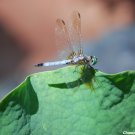 Dragonfly Resting