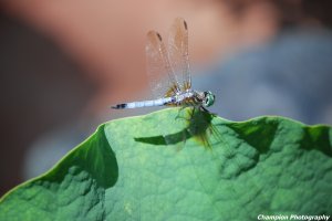 Dragonfly Resting