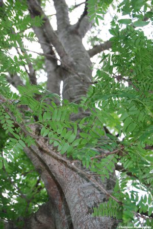 Reaching for the Sky