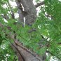 Reaching for the Sky