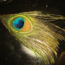 Single Peacock Feather Earring