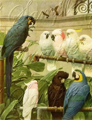 VINTAGE PARROTS MACCAW BIRDS AVIARY CANVAS ART PRINT