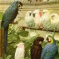 VINTAGE PARROTS MACCAW BIRDS AVIARY CANVAS ART PRINT