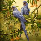 VINTAGE HYACINTH MACAWS BIRDS AVIARY CANVAS ART-BIG