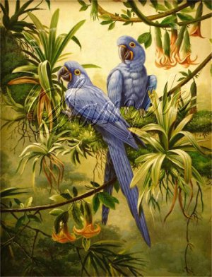 VINTAGE HYACINTH MACAWS BIRDS AVIARY CANVAS ART-BIG