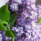 VICTORIAN LILACS SPRING FLOWERS PHOTO CANVAS ART PRINT