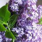 VICTORIAN LILACS SPRING FLOWERS PHOTO CANVAS ART PRINT