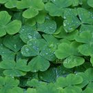 IRELAND IRISH CLOVERS SHAMROCKS PHOTO CANVAS PRINT-BIG
