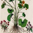 BOTANICAL CALTHA PALUSTRIS MERIGOLD BESLER CANVAS PRINT