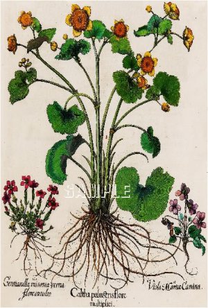 BOTANICAL CALTHA PALUSTRIS MERIGOLD BESLER CANVAS PRINT