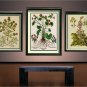 BOTANICAL CALTHA PALUSTRIS MERIGOLD BESLER CANVAS PRINT