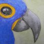 Original ACEO watercolor blue Macaw bird Art Painting