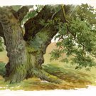 Trees
