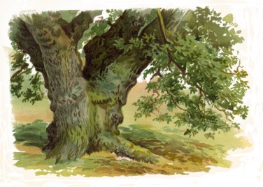 Trees
