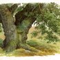 Trees