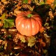 HOLIDAY & SEASONAL BOOKS