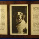 A TRIBUTE TO THE DOG IN WOODEN FRAME