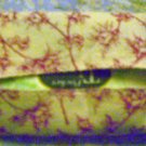 Hand Crafted Pocket Tissue holder with Tissue