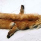 RED FOX PELT - NORTH AMERICAN NATURAL PIECE RED FOX